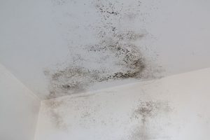 Dark mold growth spreading across an interior wall surface