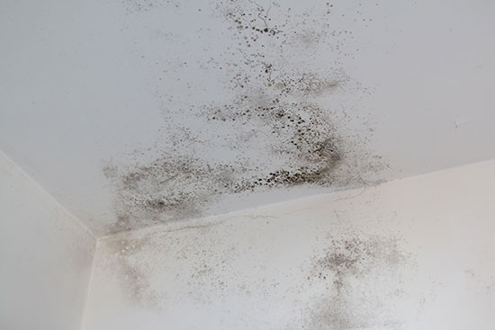 infections due to mold are on the rise
